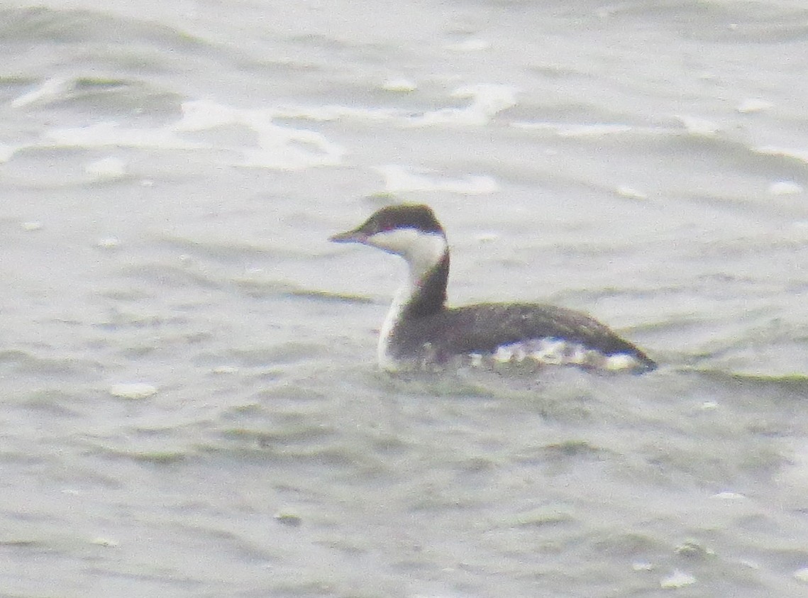 Красношейная поганка - ML647794663