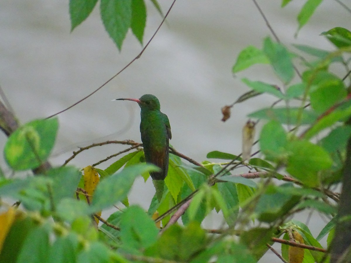 ruststjertkolibri - ML647794669