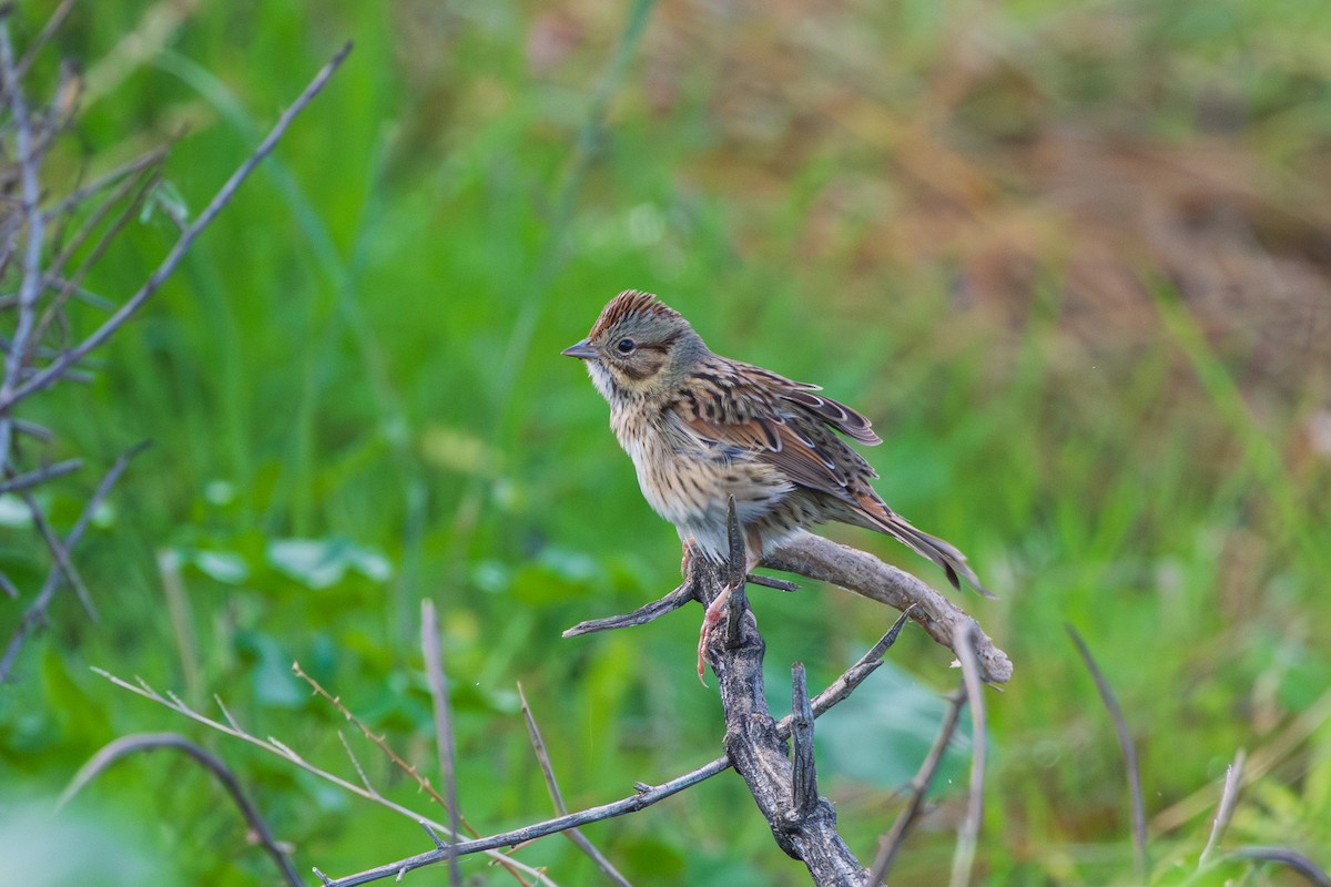 gråbrynspurv - ML647794670