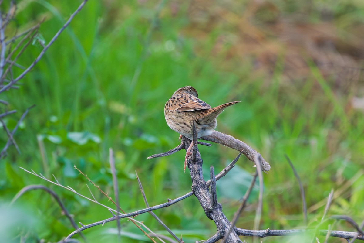 gråbrynspurv - ML647794671