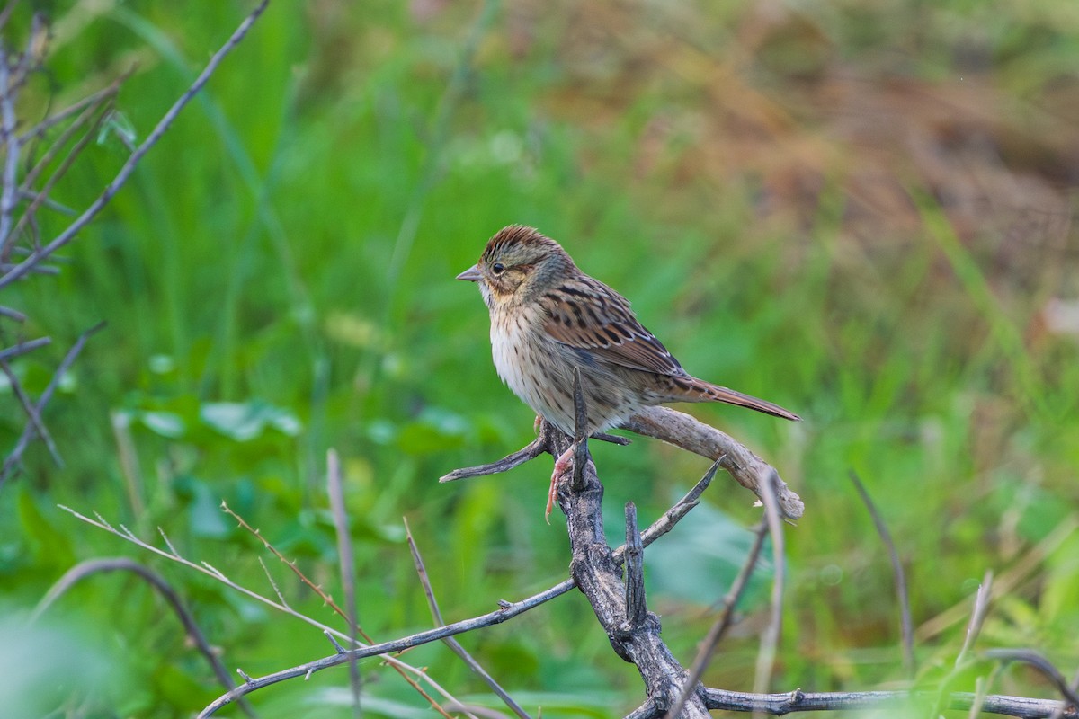 gråbrynspurv - ML647794672