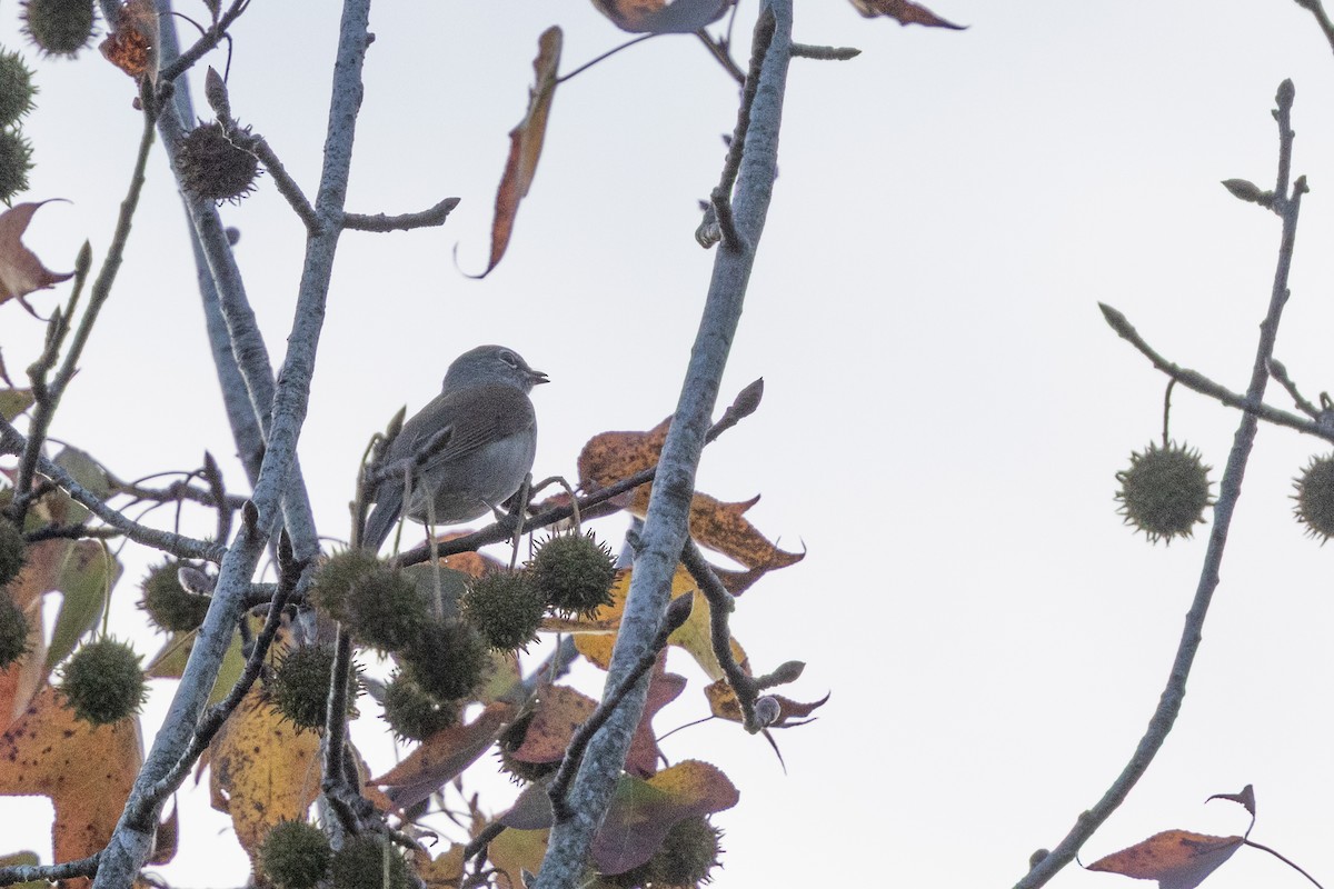 tøylesolitærtrost - ML647794673