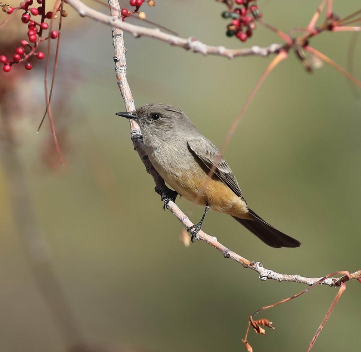 brunfibi - ML647794674