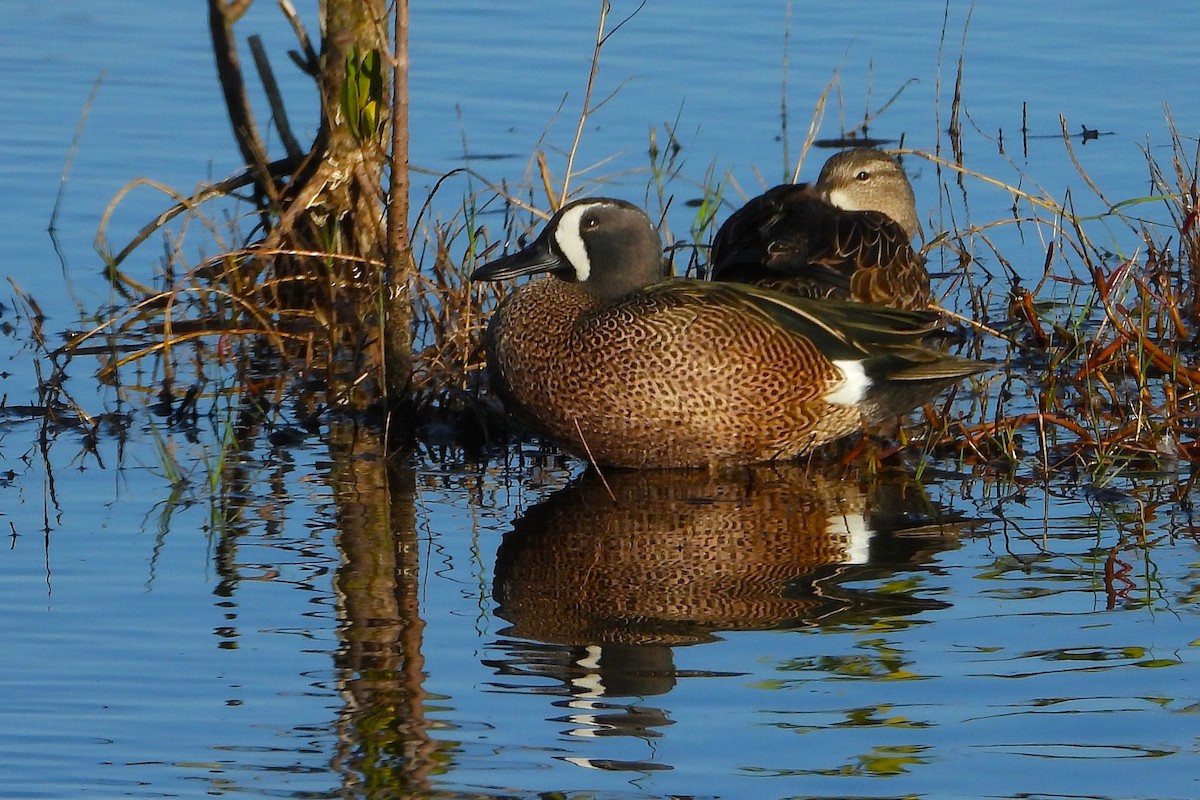 blåvingeand - ML647794675