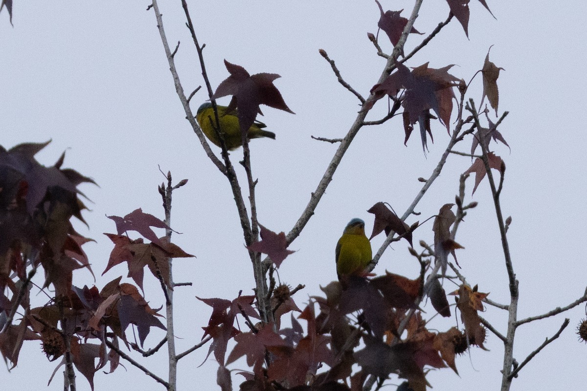 fagereufonia - ML647794676