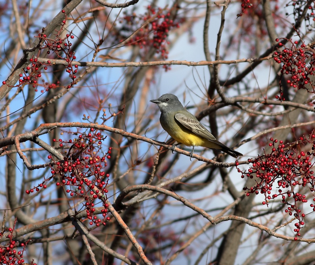 krattkongetyrann - ML647794677