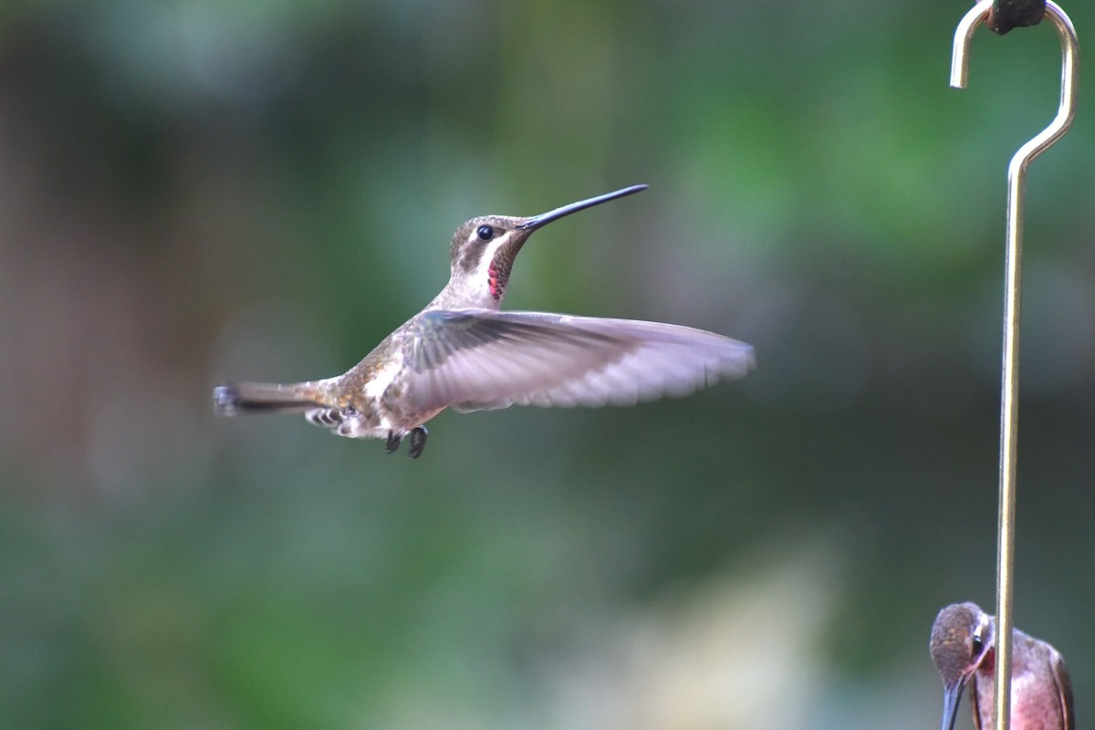 bronsestjernestrupe - ML647794678