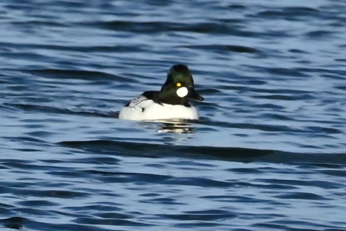 kvinand - ML647794680