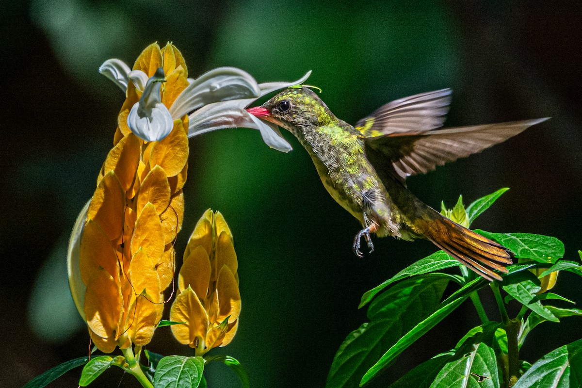 glansbuksmaragd - ML647794682