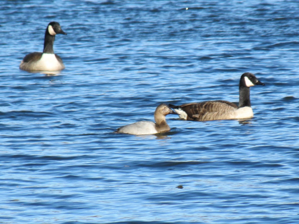 kanvasand - ML647794683