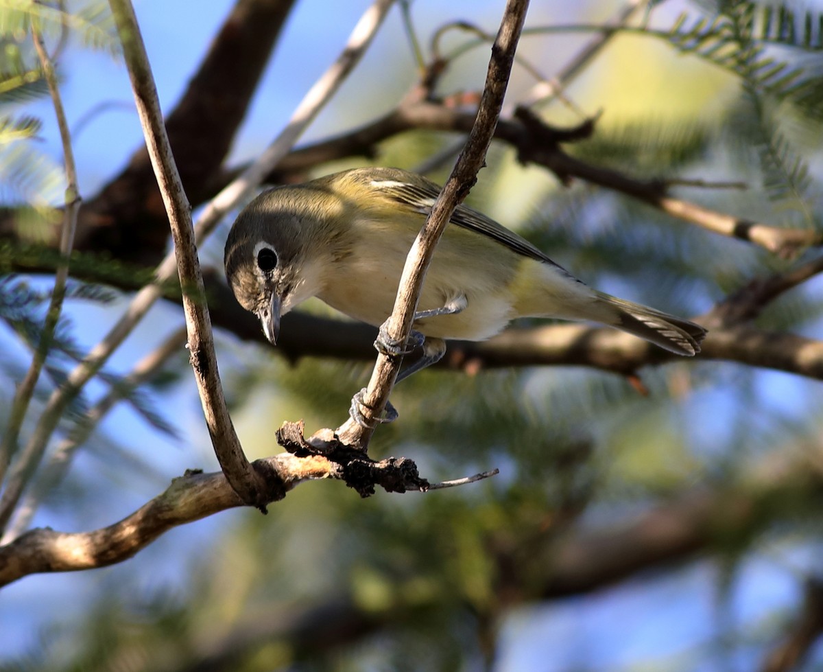 eikevireo - ML647794685