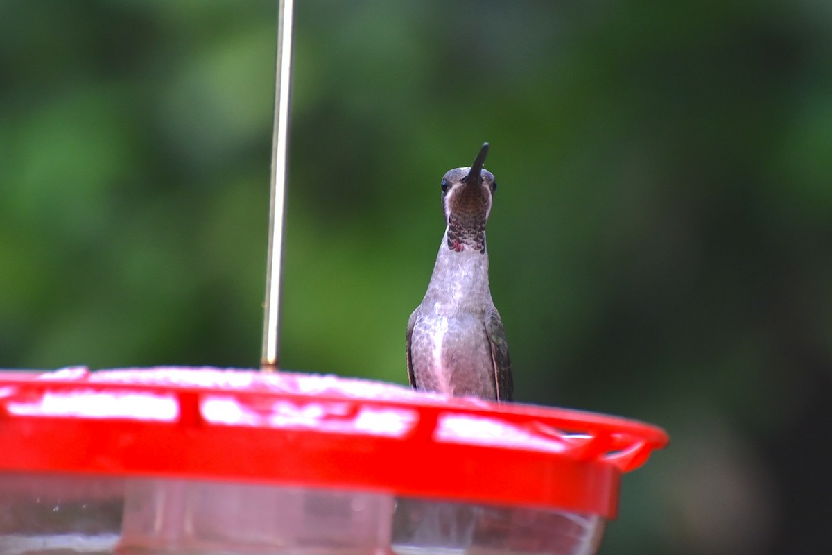 bronsestjernestrupe - ML647794686