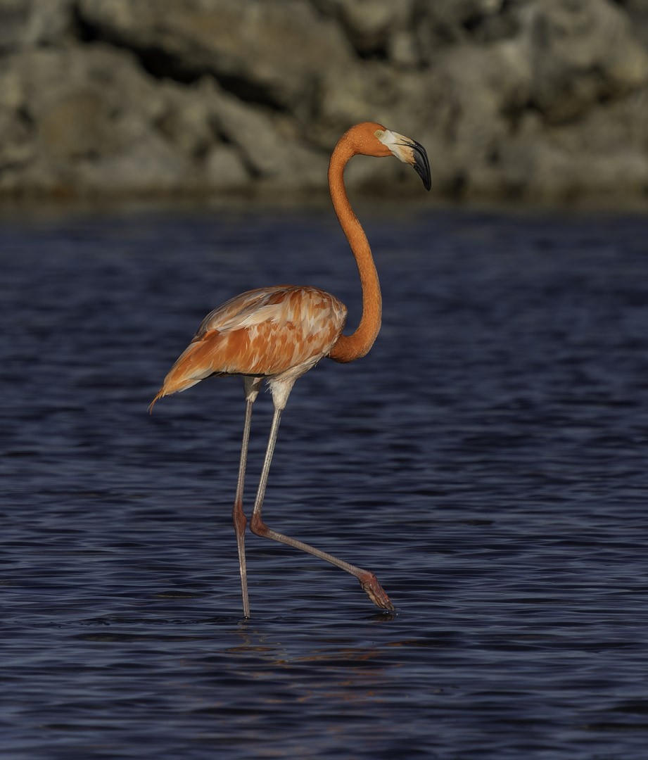 rødflamingo - ML647794687