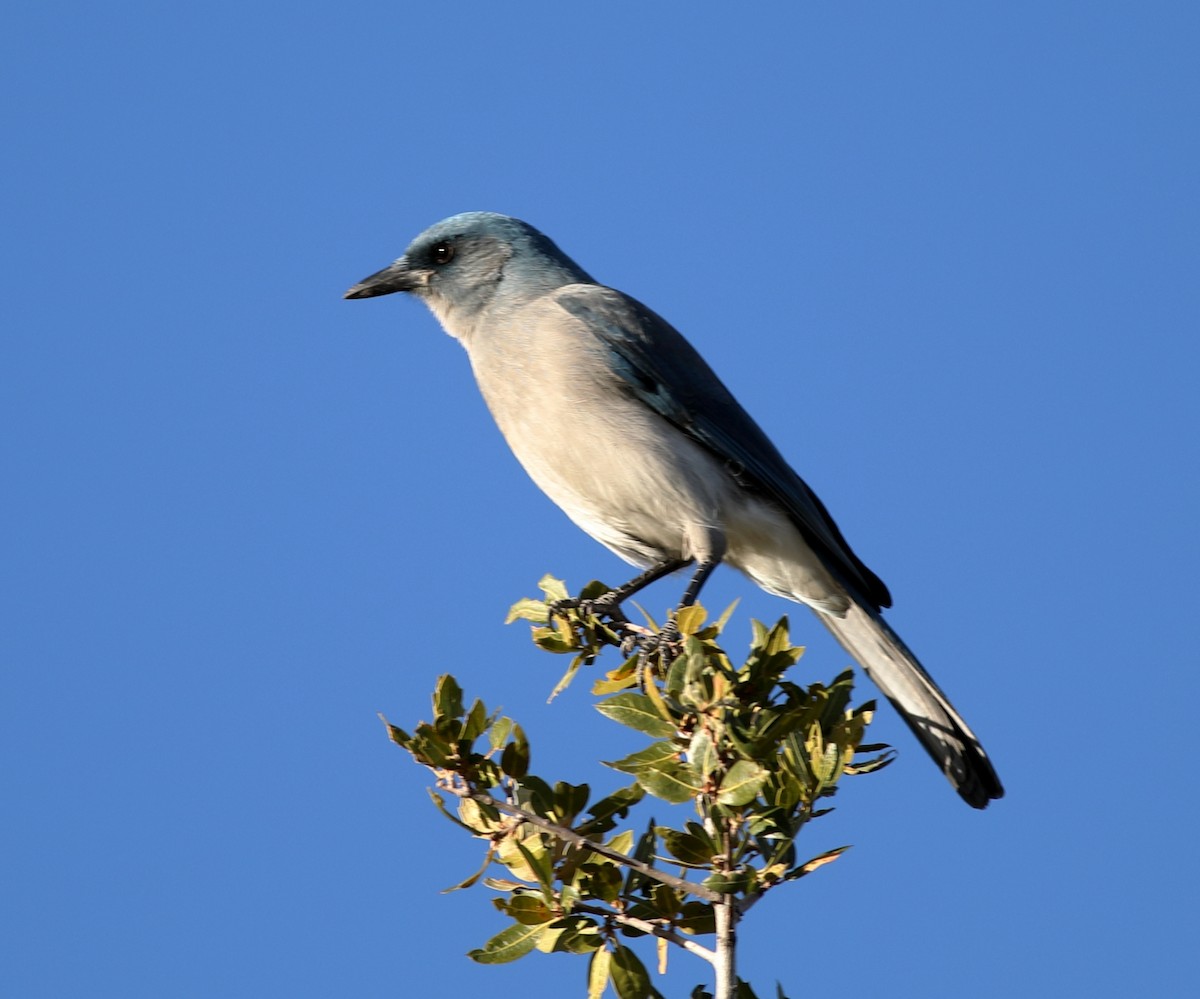 mexicoskrike - ML647794688