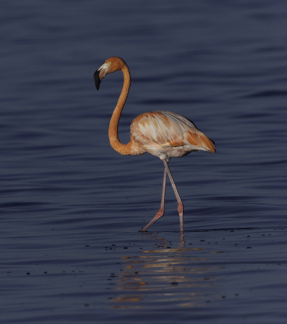 rødflamingo - ML647794689