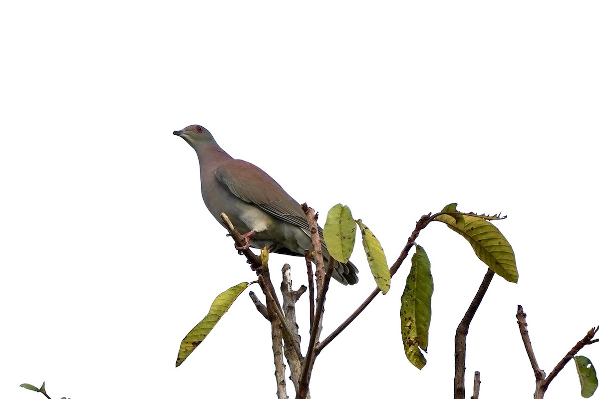 kajennedue - ML647794690