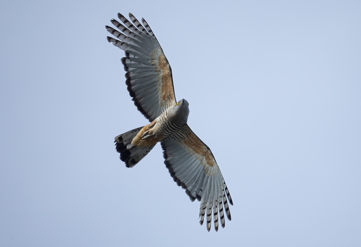 australbaza - ML647794691