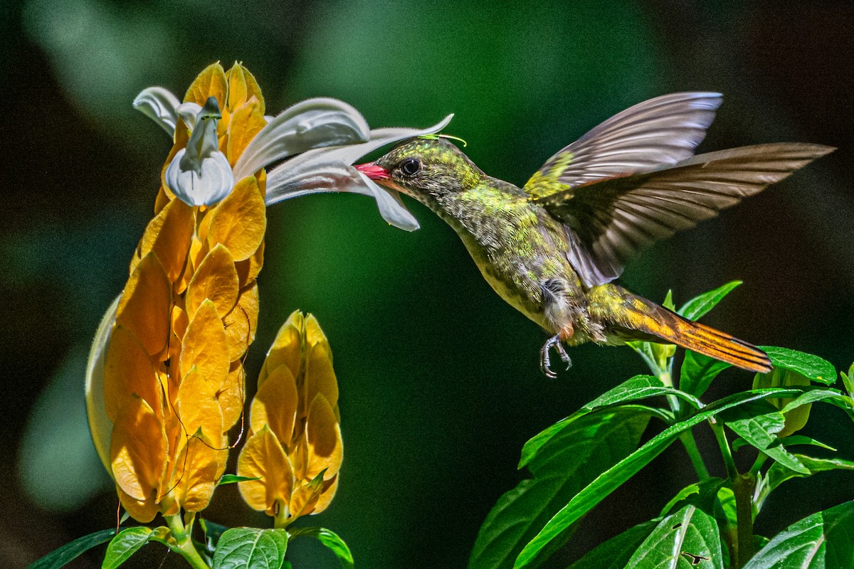 glansbuksmaragd - ML647794693