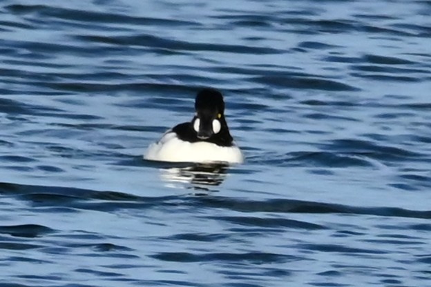 kvinand - ML647794698