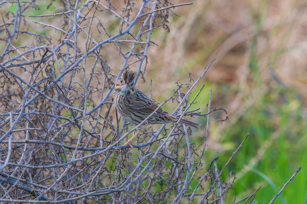 gråbrynspurv - ML647794699