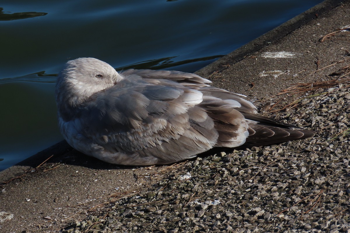 grønlandsmåke (thayeri) (eskimomåke) - ML647794701