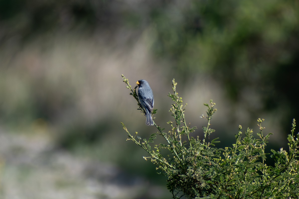 båndandesspurv - ML647794702