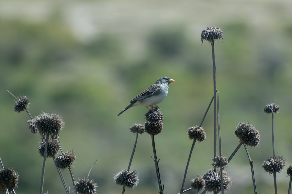 båndandesspurv - ML647794703