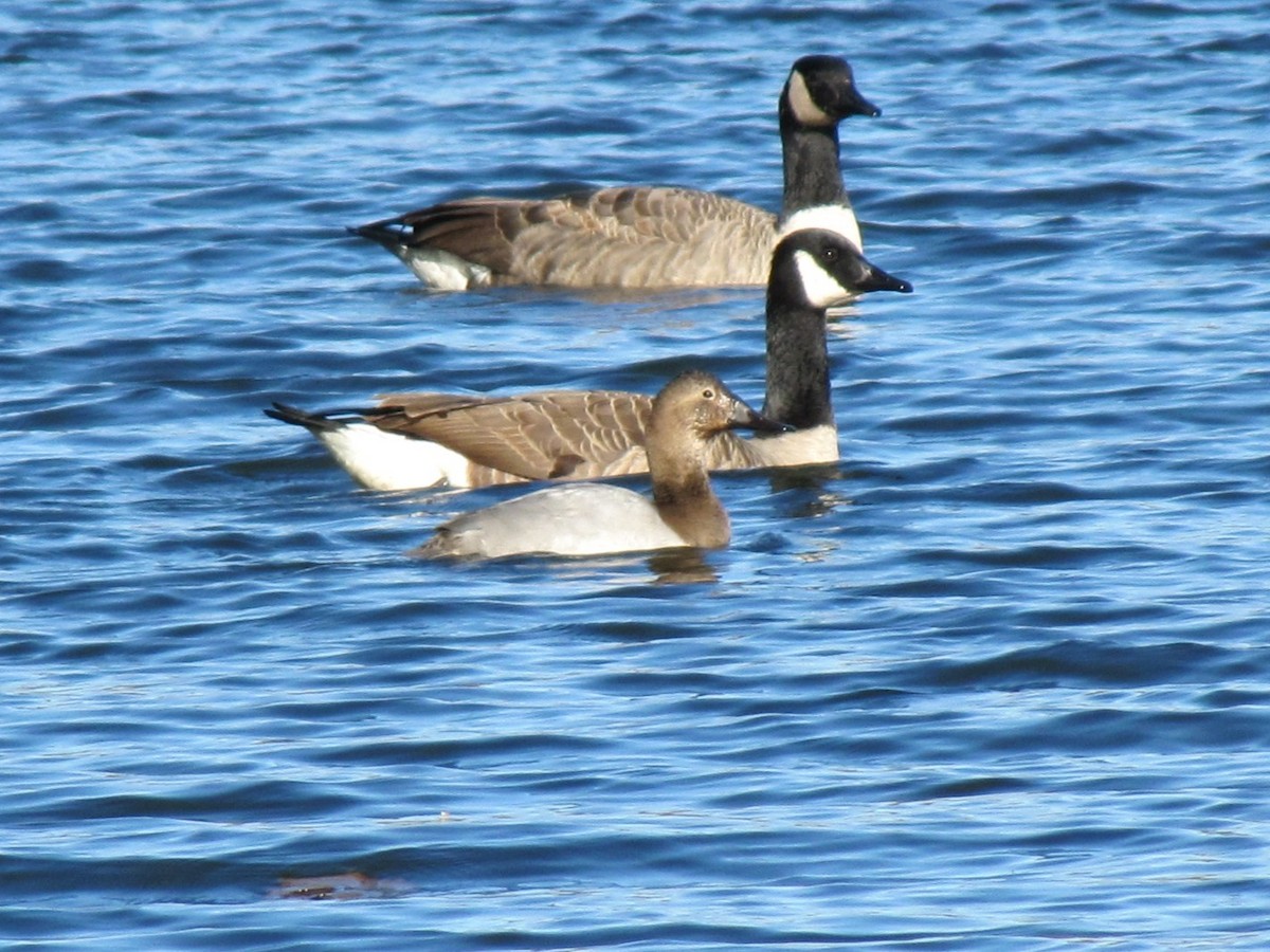 Büyük Elmabaş - ML647794704