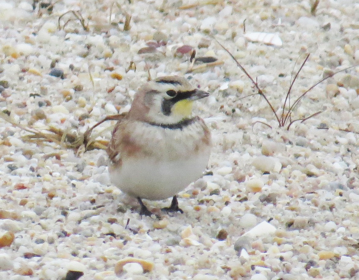 Alondra Cornuda - ML647794712