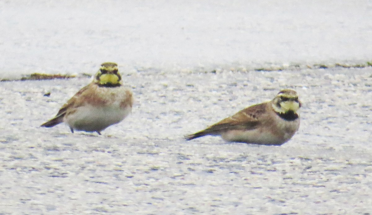 Alondra Cornuda - ML647794714