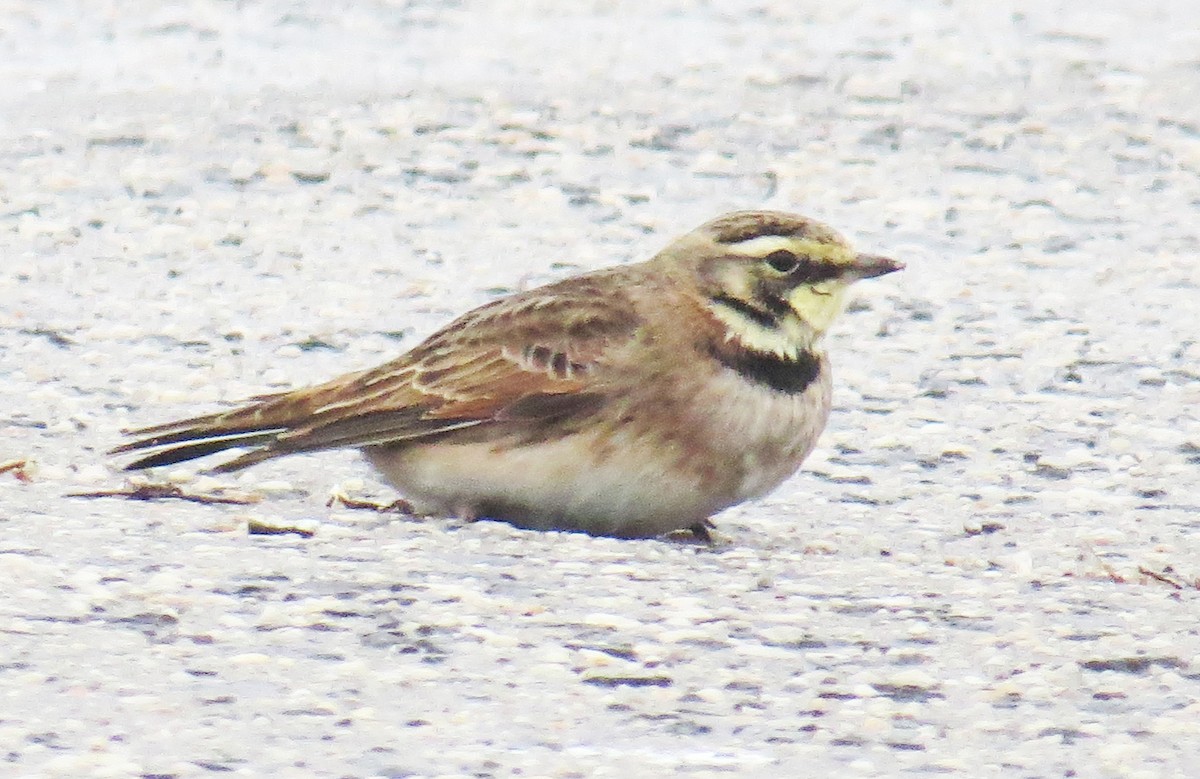 Alondra Cornuda - ML647794715