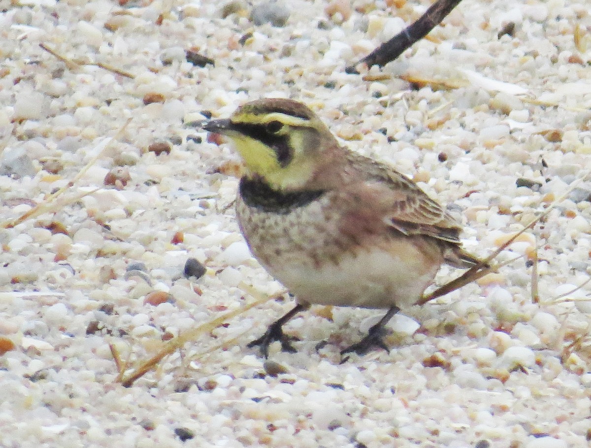 Alondra Cornuda - ML647794716