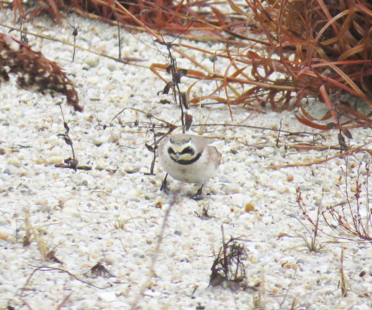 Alondra Cornuda - ML647794717