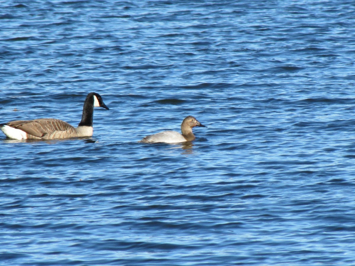 Büyük Elmabaş - ML647794724