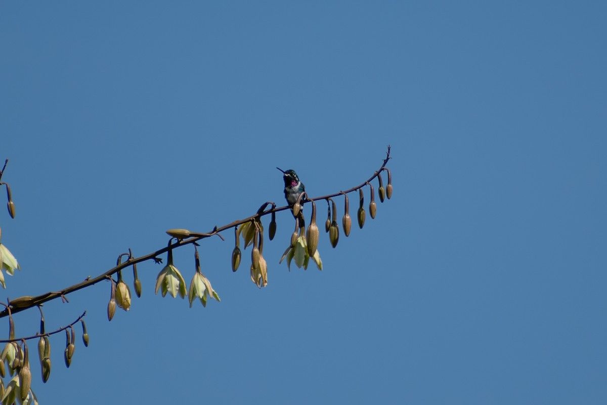 Ak Göbekli Ormanyıldızı - ML647794725