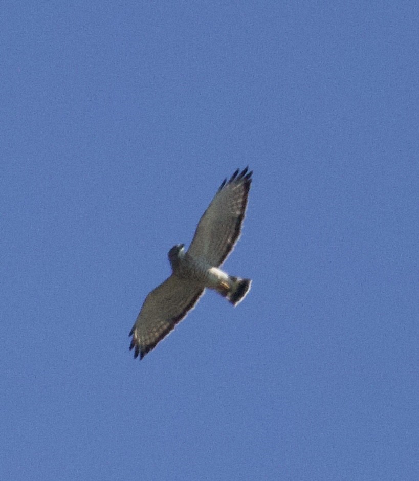 Broad-winged Hawk - ML647794748