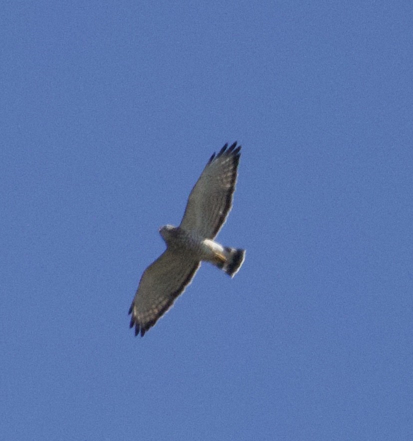 Broad-winged Hawk - ML647794749