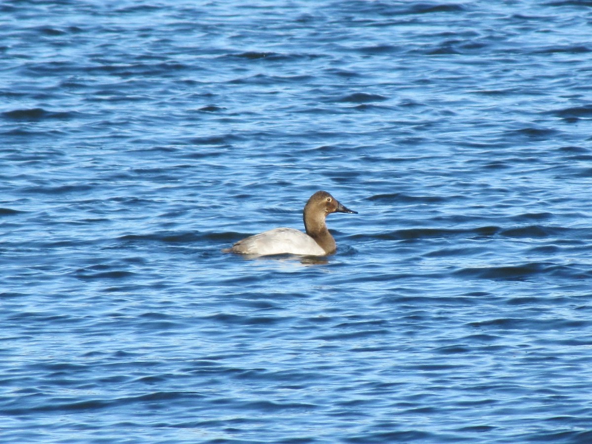 Büyük Elmabaş - ML647794757