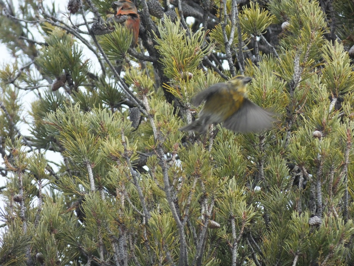 Bec-croisé de l'Idaho - ML647794758