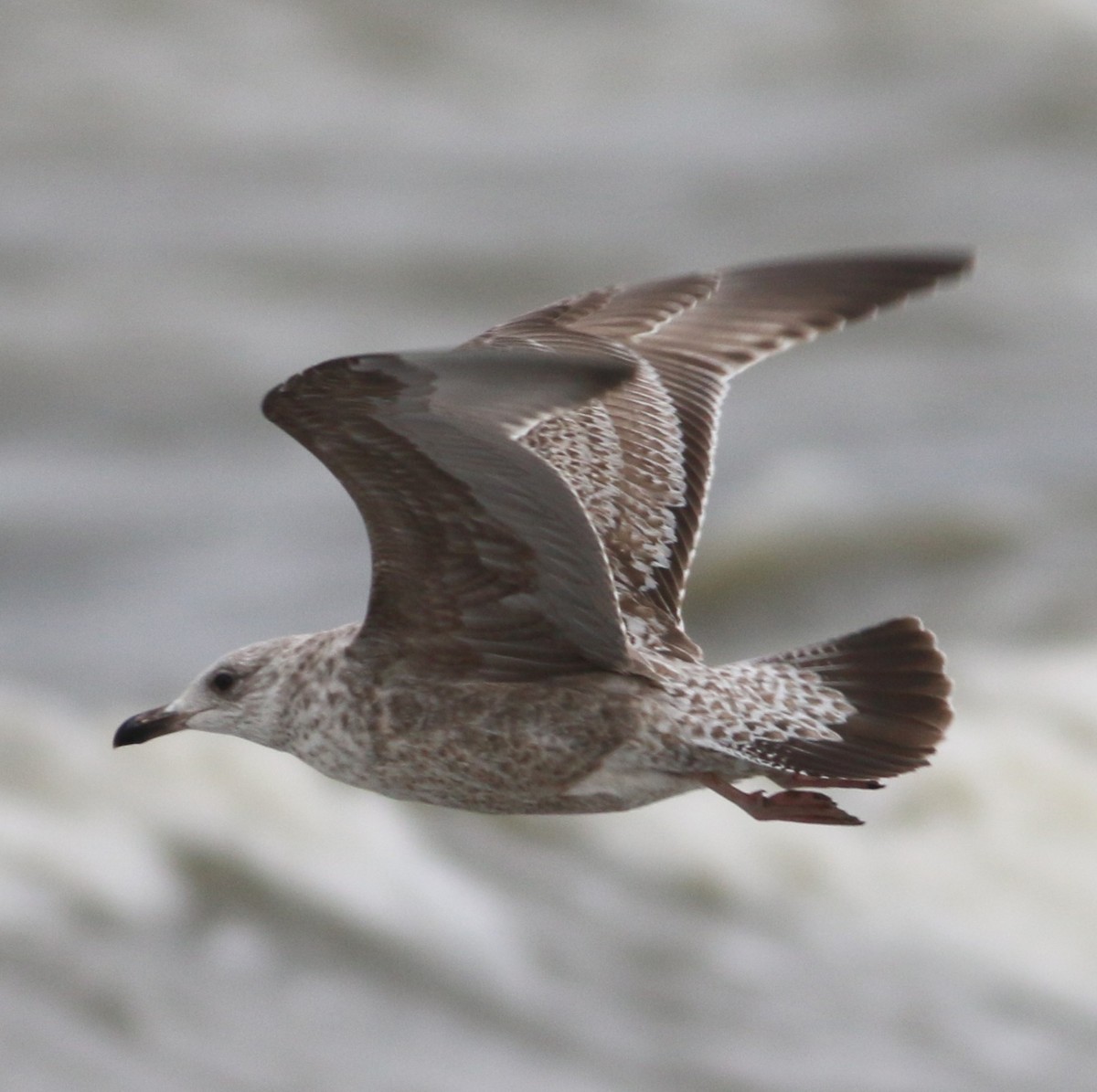 gull sp. - ML647794775