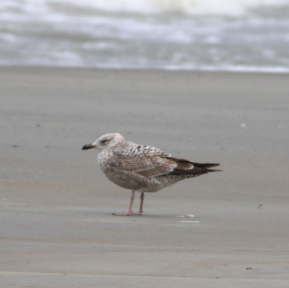 gull sp. - ML647794776