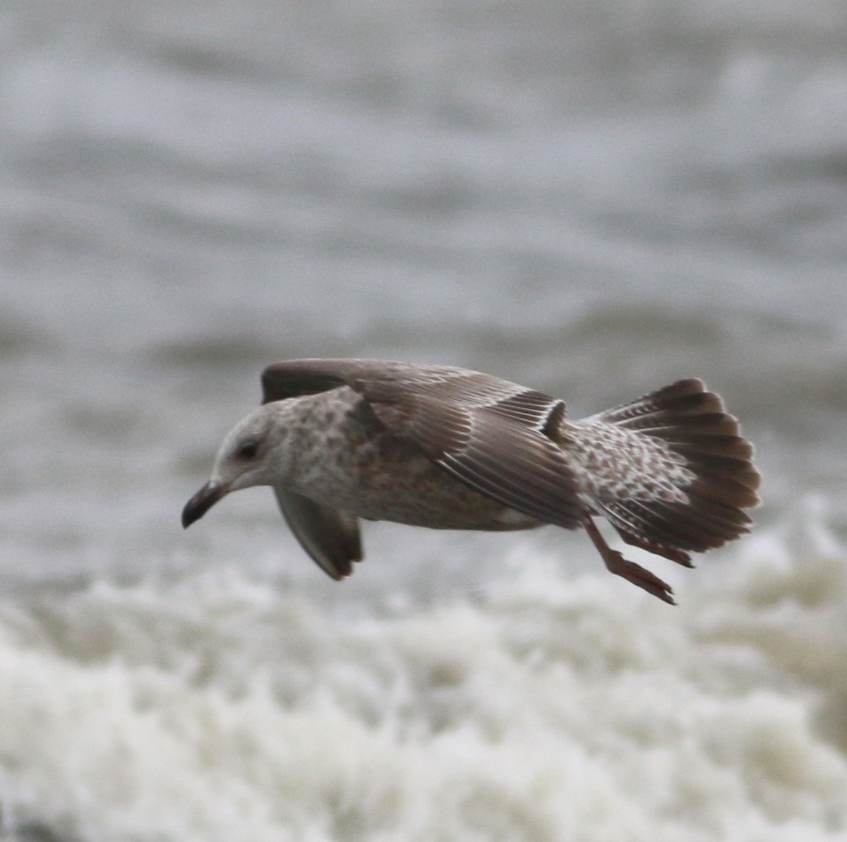 gull sp. - ML647794777