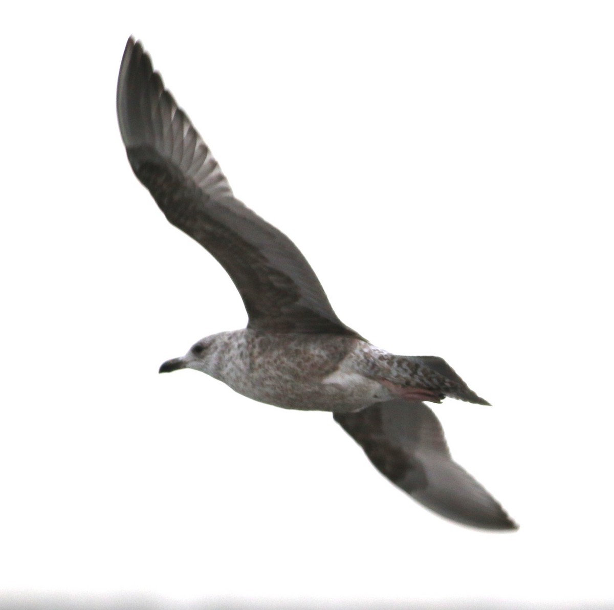 gull sp. - ML647794778