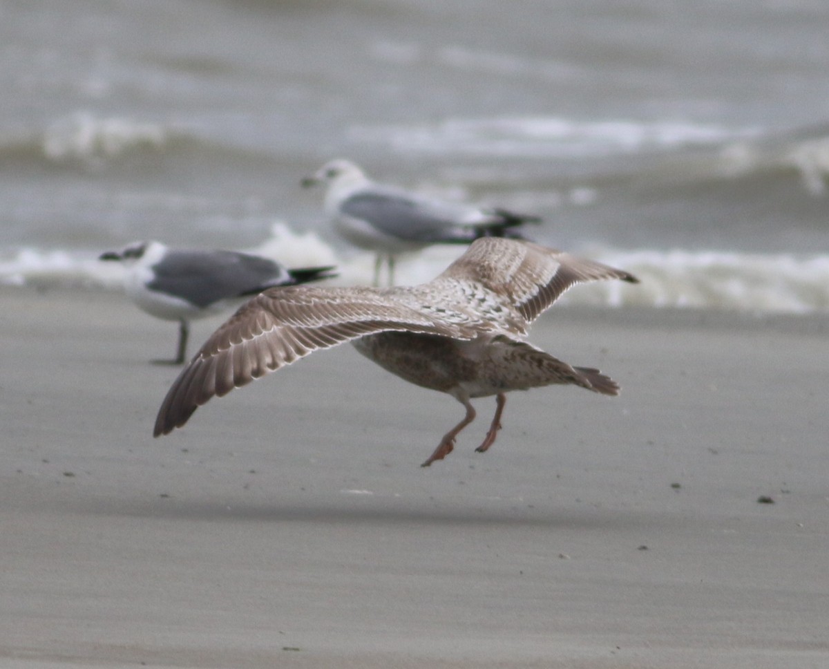gull sp. - ML647794779