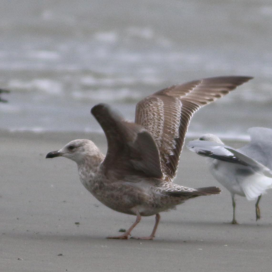 gull sp. - ML647794780
