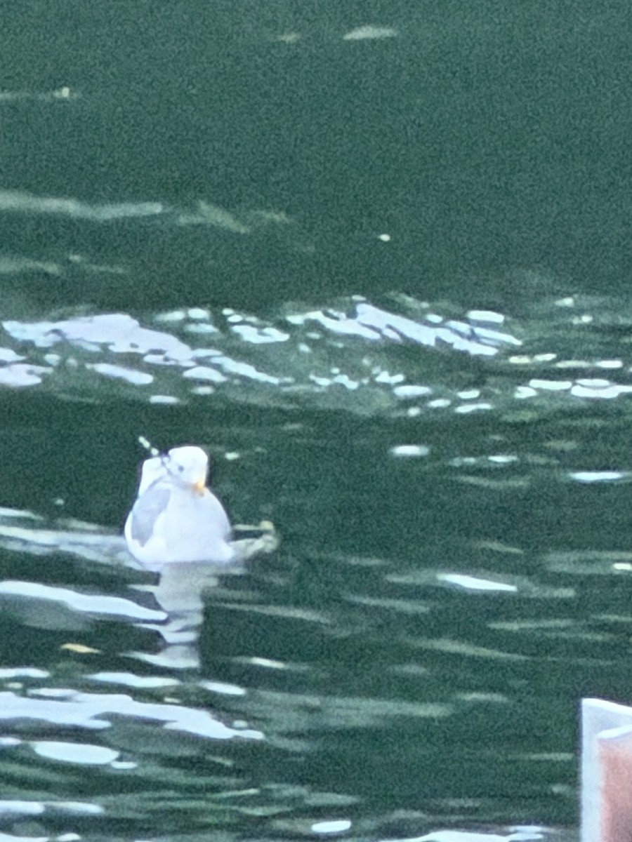 Glaucous-winged Gull - ML647794790