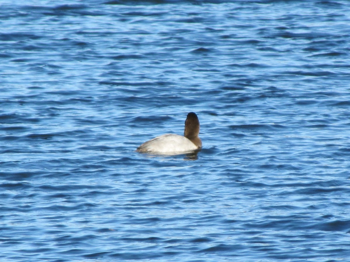 Büyük Elmabaş - ML647794792