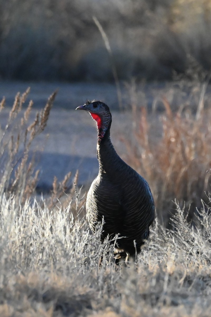 Wild Turkey - ML647794794