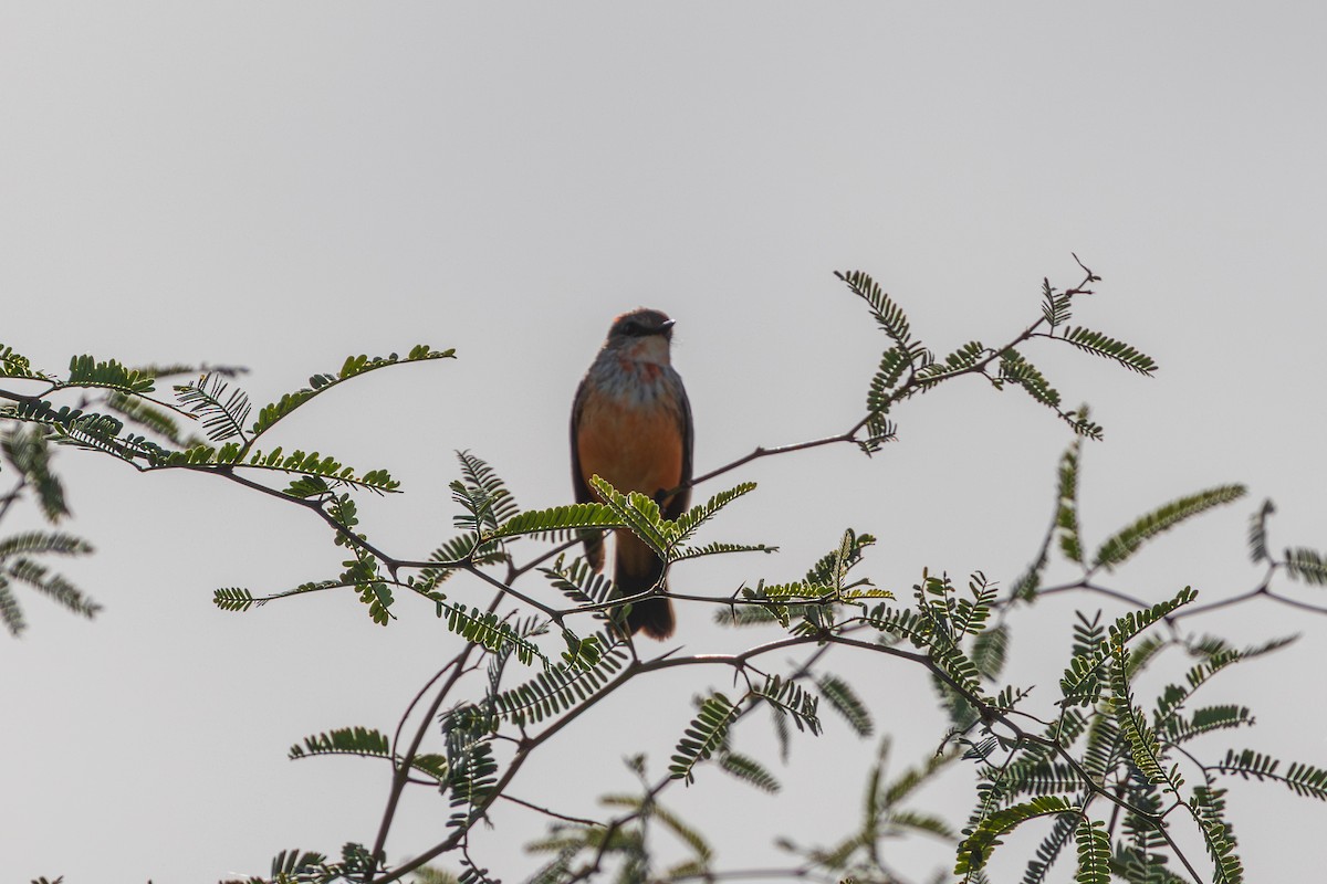 Vermilion Flycatcher - ML647794802
