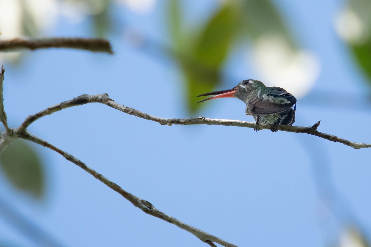 Green-tailed Goldenthroat - ML647794803